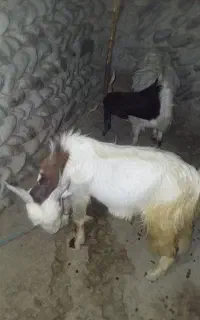 گوسفند نر برای قربانی