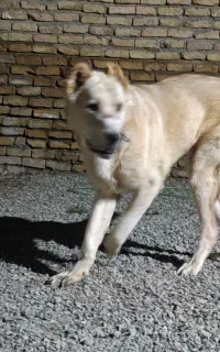 سگ خراسانی اصیل