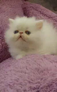 گربه پرشین