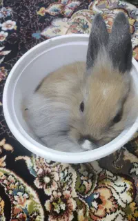 خرگوش