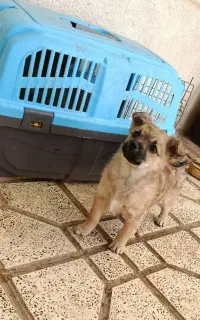 حیوان خانگی . سگ