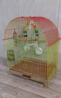 قفسه