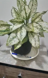گل های آپارتمانی سرحال و شاداب