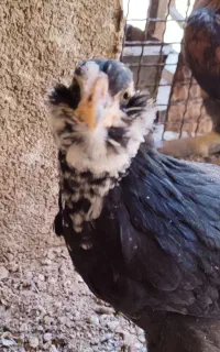 مرغ و خروس و نیمچه گلین