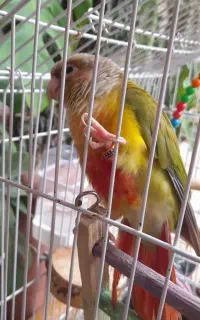 طوطی گرینچ با قفس