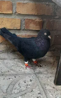 زاغ