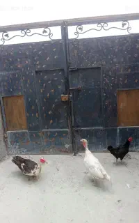 مرغ. اردک. بوقلمون