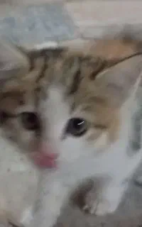 گربه