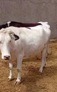 ۵راس گاو شیری