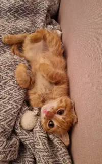 واگزاری گربه ای مهربان