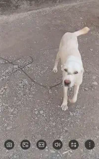 سگ پاکوتاه و گله ای نگهبانی
