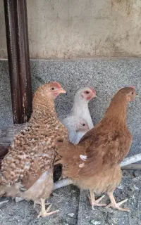 جوجه مرغ و خروس گلپایگانی