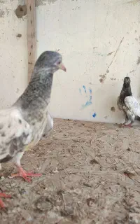 دوعدد جوجه فقیر گل پیور آماده پروندن وپتی والا