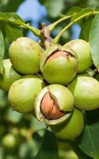 فروش نهال گردو لوکاس