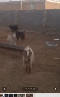 بز کهردار و آبستن