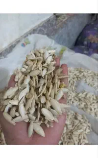 تخمه کدو