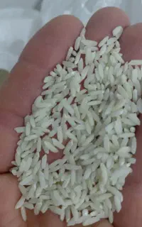 برنج محلی کشت اول  علی کاظمی بیرانشهر