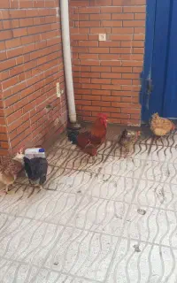 مرغ و خروس فروشی