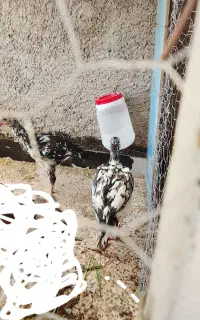 جوجه لاری تاج مهر