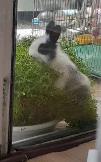 خرگوش نژاد دار