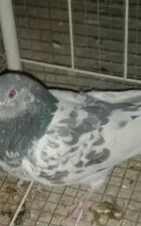 کبوتر  تی دی ماده