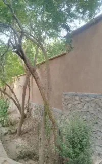 استابنا سیمانکار ودیوارچین