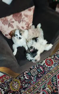 توله فانتزی