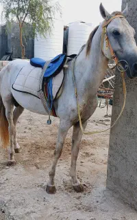سلام اسب نریون