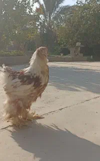 جوجه برهما زینتی