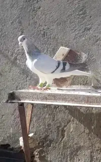 کود فضله کبوتر