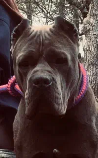 زیر یک سال آموزش دیده و فرمان پذیر کن کورسو بلو