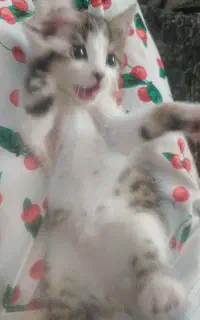 بچه گربه