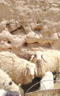 شیشک چاق مناسب قربانی
