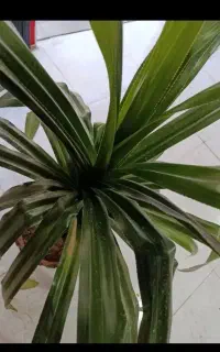 پاندانوس بزرگ