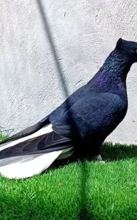 کبوتر