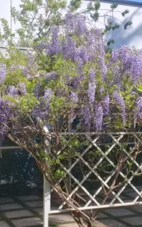 باغبانی