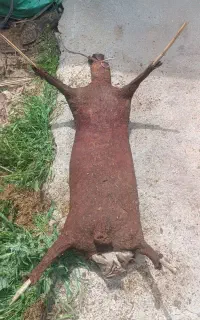 یک عدد گاووس