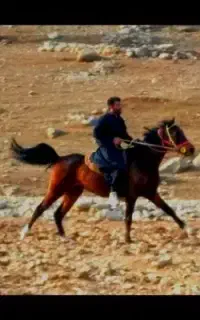 کره اسب نریان دره شور