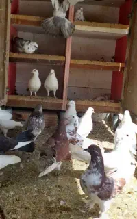 کبوتر