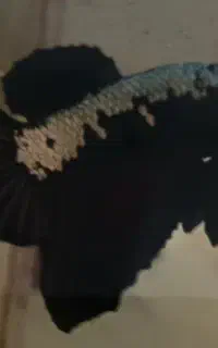 فایتر پلاکت بلک سامورایی تاپ سلکت
