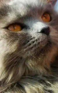 گربه اسکاتیش