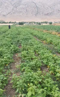 کاه لوبیا چیتی