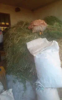 علف جو