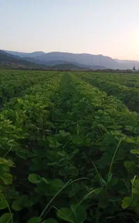 نهال توت فرنگی