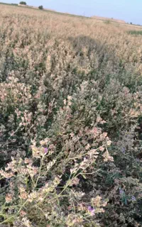بذر یونجه