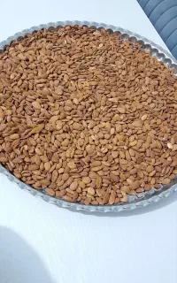 بادام ایرانی درختی