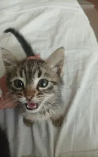 واگذاری بچه گربه DSH