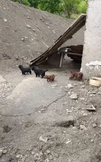 سگ قدریجونی