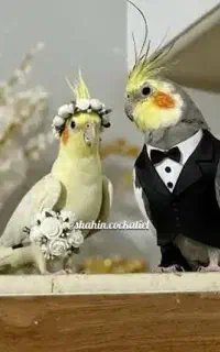 فروش جفت عروس هلندی