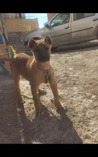 توله نر ۳ ماهه سرابی